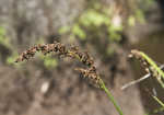 Cypressknee sedge